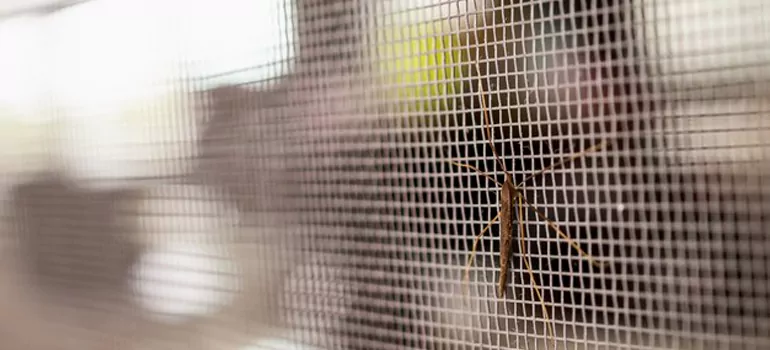 Repair Mosquito Mesh For Windows in Largo, FL